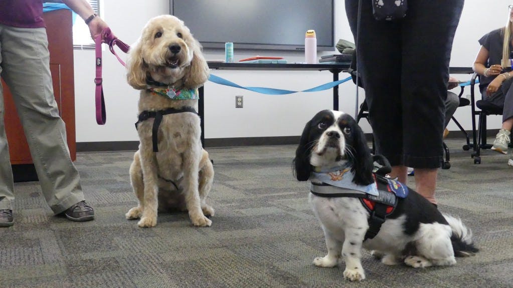 Labradoodle Sadie and cockalier Rocky attend a pet therapy session at the UGA aphasia camp.
